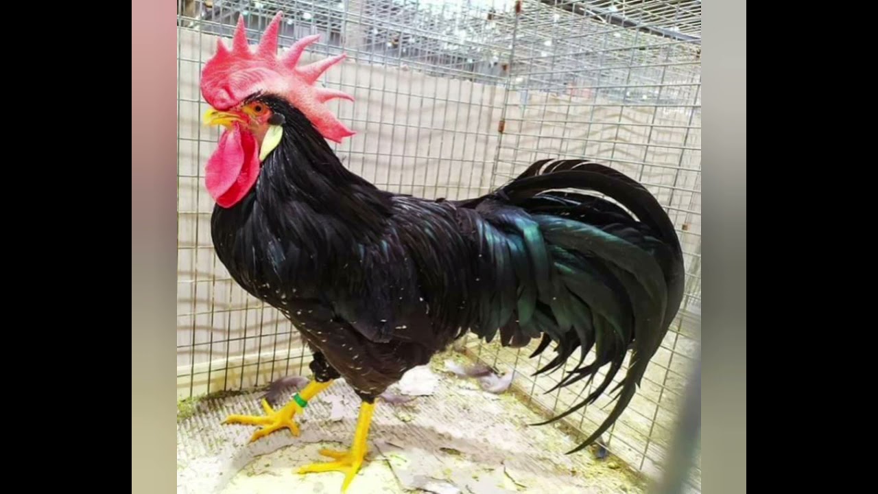 Leghorn all color