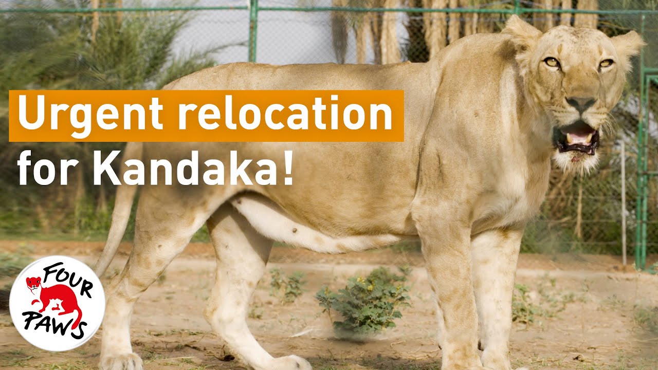 #SaveSudanLions: The Lioness Kandaka!