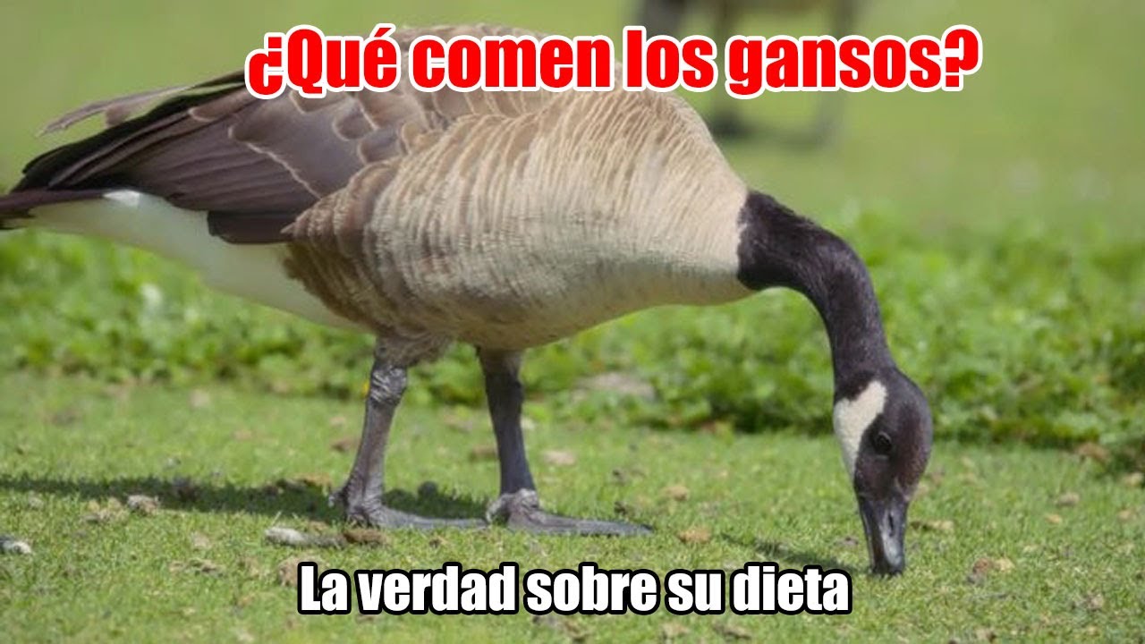 ¿Qué comen los gansos? Descubre su alimentación y curiosidades