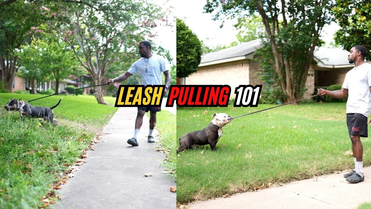 Leash Pulling 101