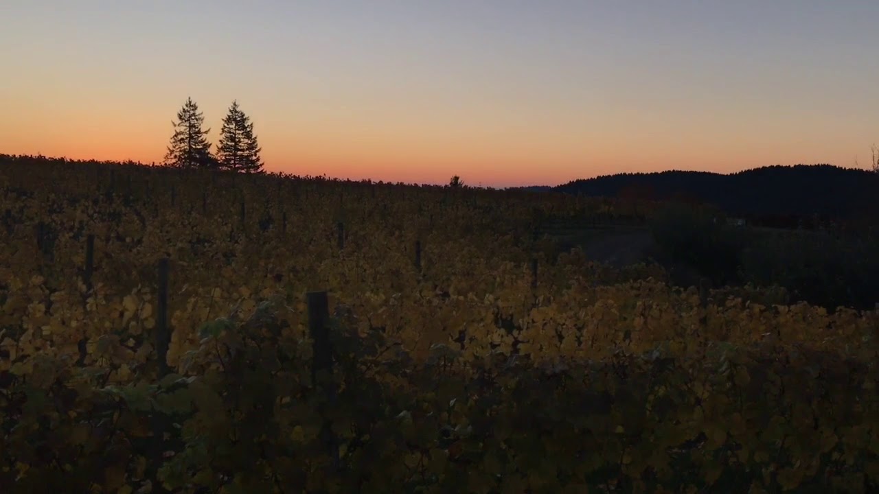 Life Hack: Harvest Hosts - Rene&eacute; & Jason help out Kramer Vineyards with Harvest