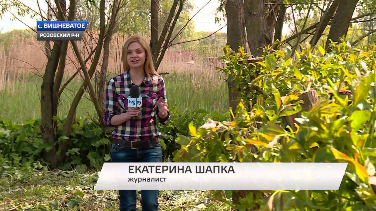 Выращивают дрова у себя на грядке!