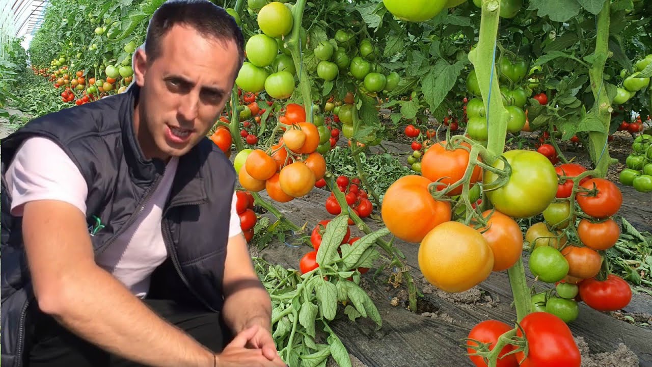 Sfaturi practice pentru o cultura profitabila de tomate in camp deschis - partea 1