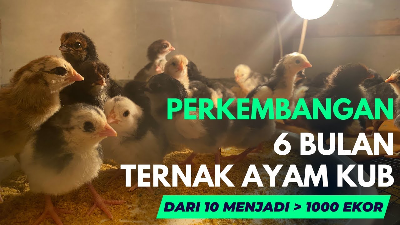 Perkembangan Ternak Ayam KUB Zeze Zahra : Setelah 6 Bulan dari 10 Ekor Menjadi 1000 Ekor