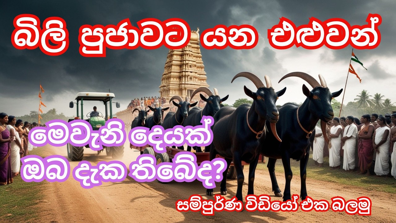 යාපනයේ එළුවන් බිලි පුජාව ලේ, භීතිය සහ විශ්වාසය සදහා වෛරවර් දෙවියන්ට කරන පුජාව.