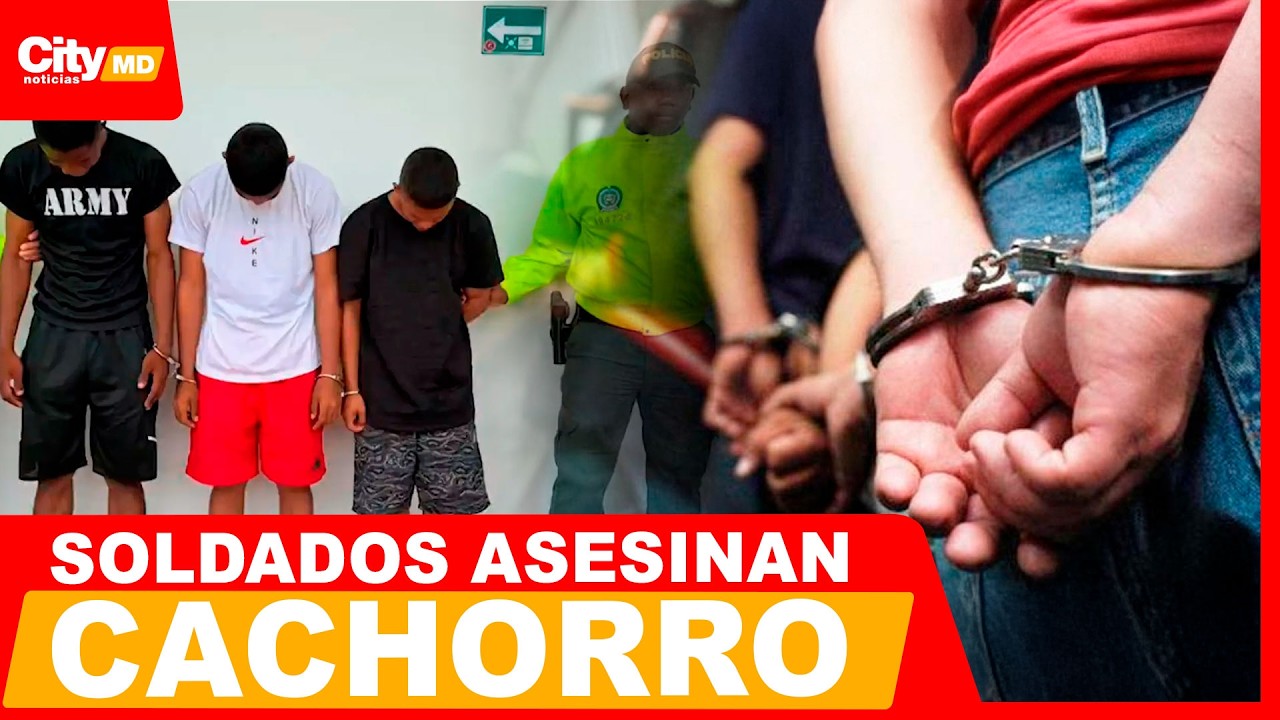 Soldados de Infantería de Marina detenidos por asesinato de cachorro | City Noticias Medio Día