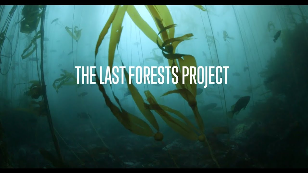 The Last Forests Project - A Story of Northern California's Kelp Forest Ecosystem Collapse