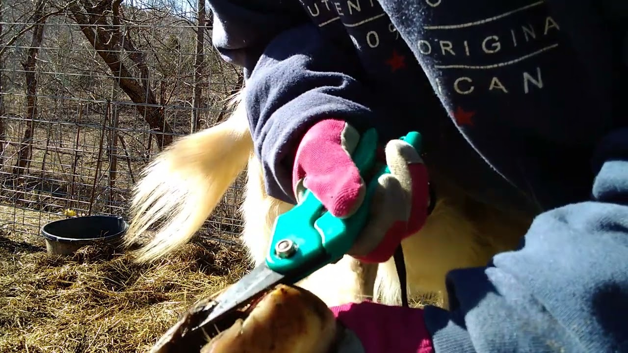 Treating Hoof Rot Aggressively