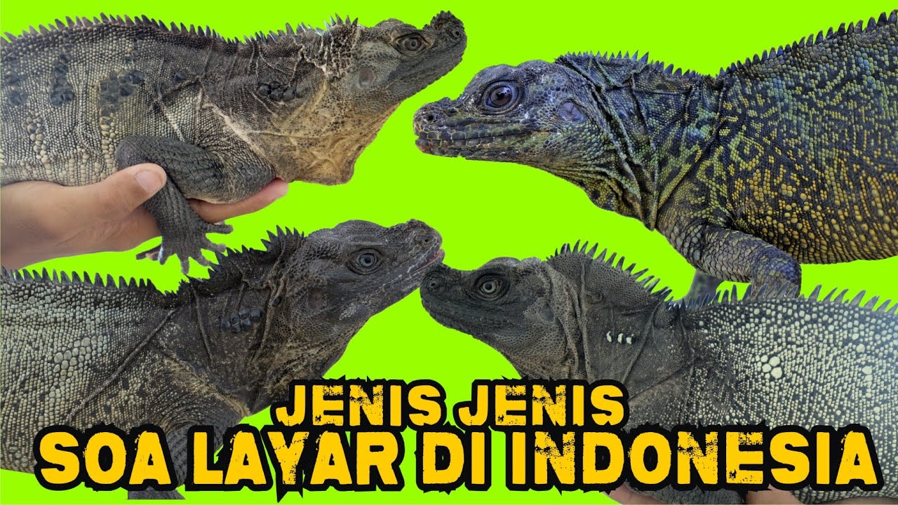 JENIS SOA LAYAR DI INDONESIA - TYPES OF SAILFIN DRAGON IN INDONESIA