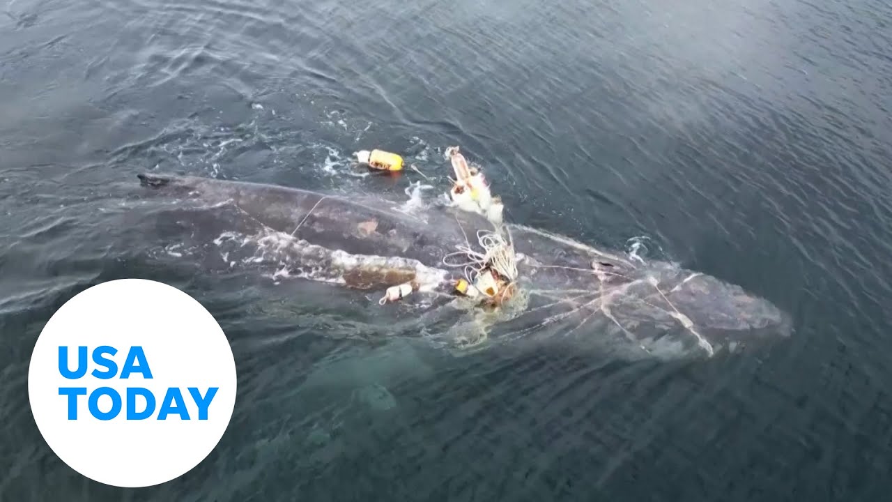 Humpback whale severely tangled in fishing lines finally free | USA TODAY