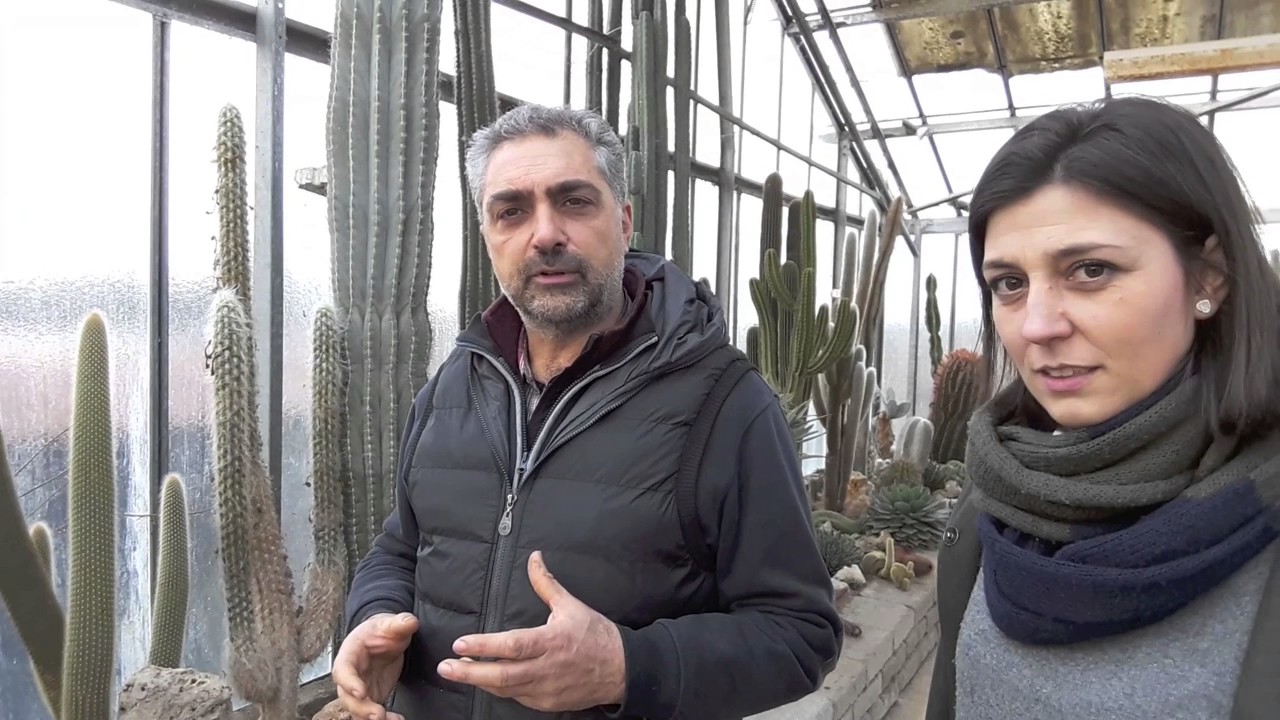 Piante grasse: il cuscino della suocera ed altre.....