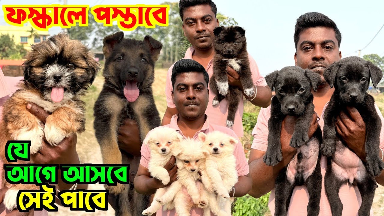 "Hurry! Low Price Puppies for Sale. Dog Market in Kolkata Price. Kolkata Dog Market.