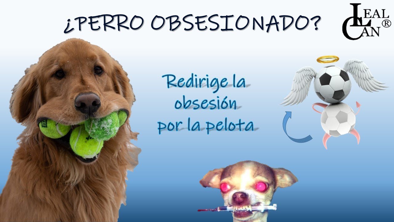 Aprende la mejor forma de JUGAR con tu PERRO y evita la OBSESIÓN por la PELOTA | LealCan