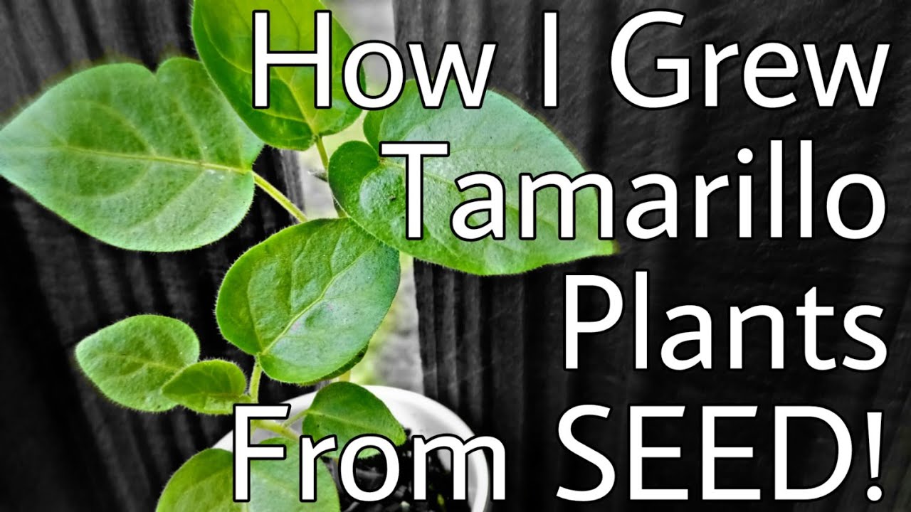 🌱Как вырастить растения тамарилло из семян