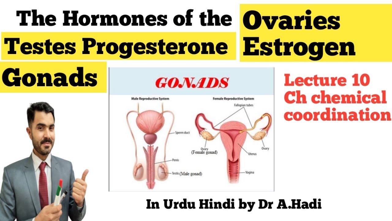 Hormones of Testes and Ovaries || Estrogen and Testosterone Lec 10 Gonads