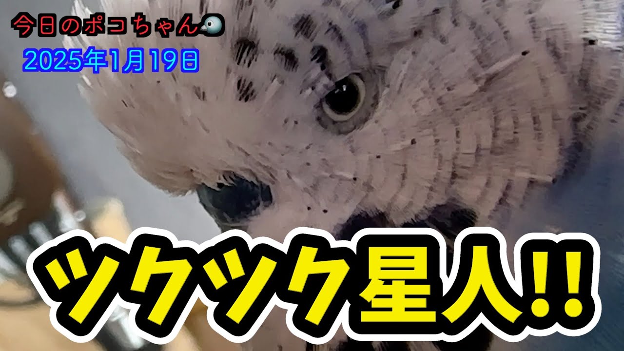 盛りだくさん‼️筆毛ほぐしチャレンジしました〜!! おしゃべりもしました〜!!【しゃべるインコ】今日のポコちゃん🐦2025-1-19