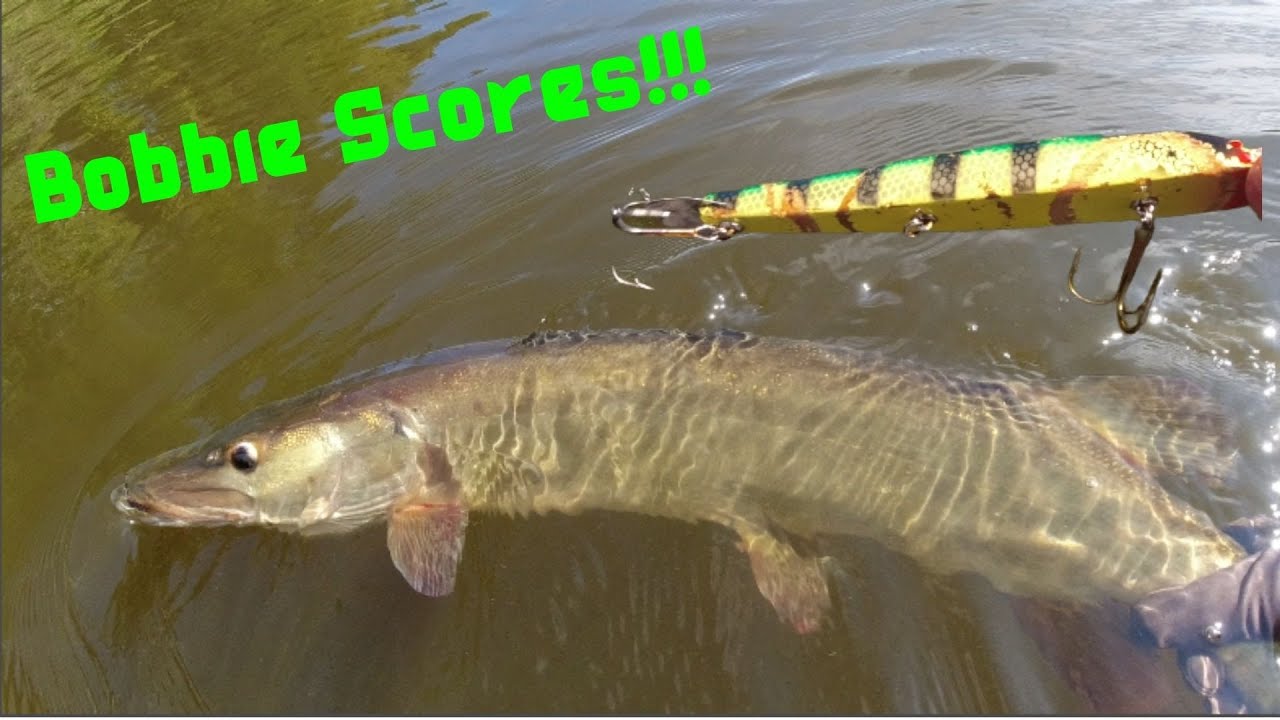 Cold SEPTEMBER Morning Leads to JERK BAIT River Musky