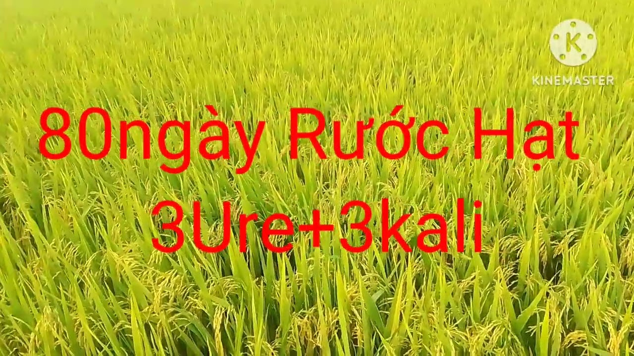 Xịt Cữ Đỏ Đuôi Và Rước Hạt Giúp Lúa Vào Gạo Tốt Vụ Đông Xuân 2026#đuctinmientay