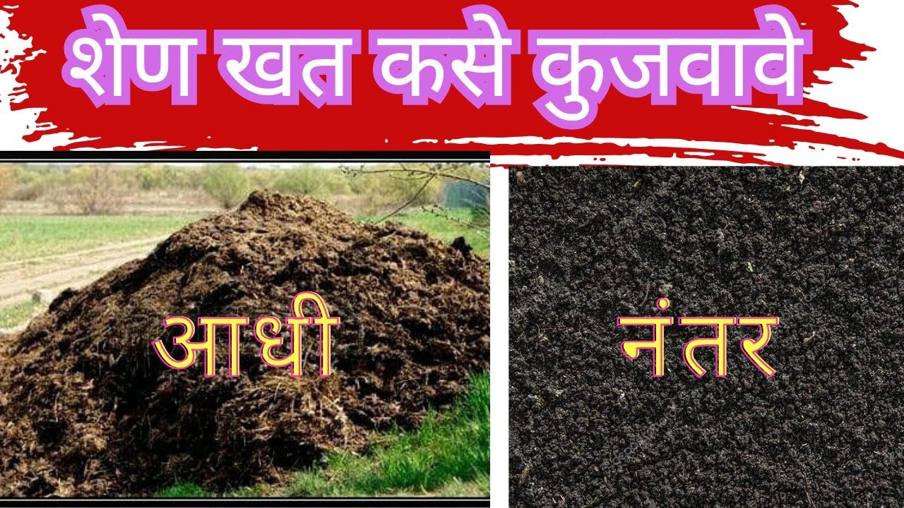 शेणखताचा पावर कसा वाढवावा व शेणखत कसे कुजवावे  ll method of composting cow dung