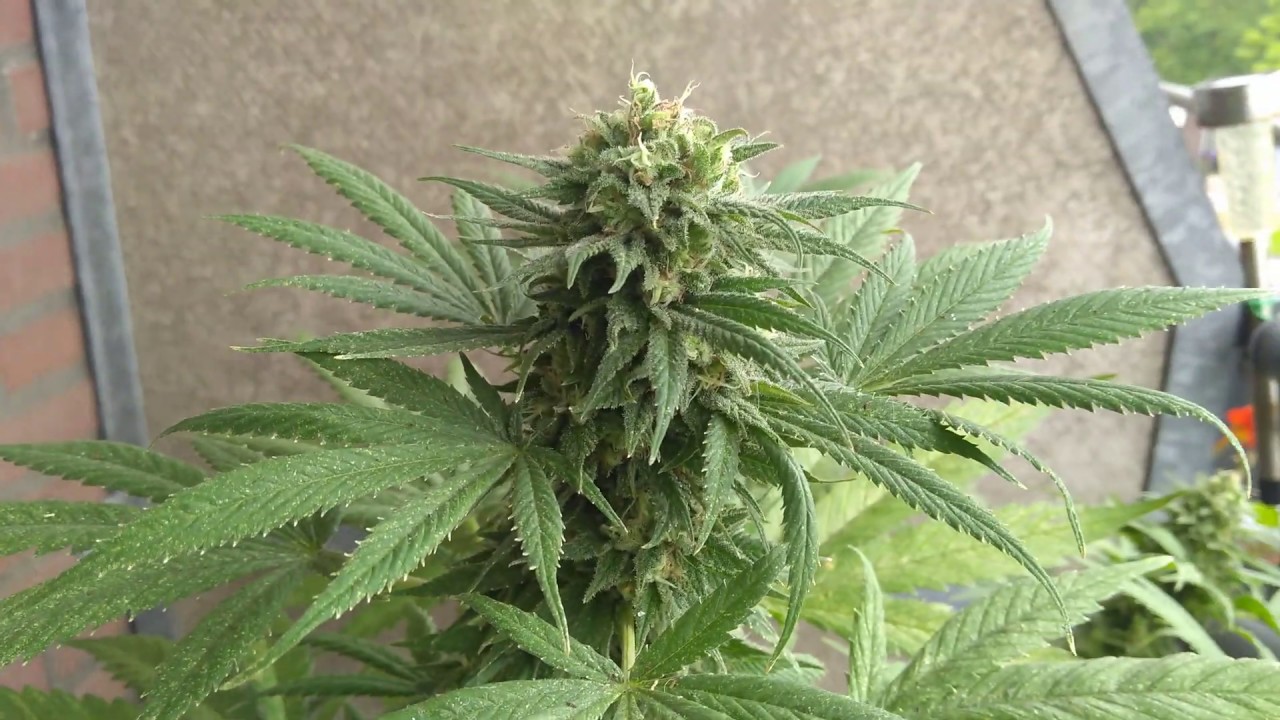 Fat Banana 8 weeks flowering
