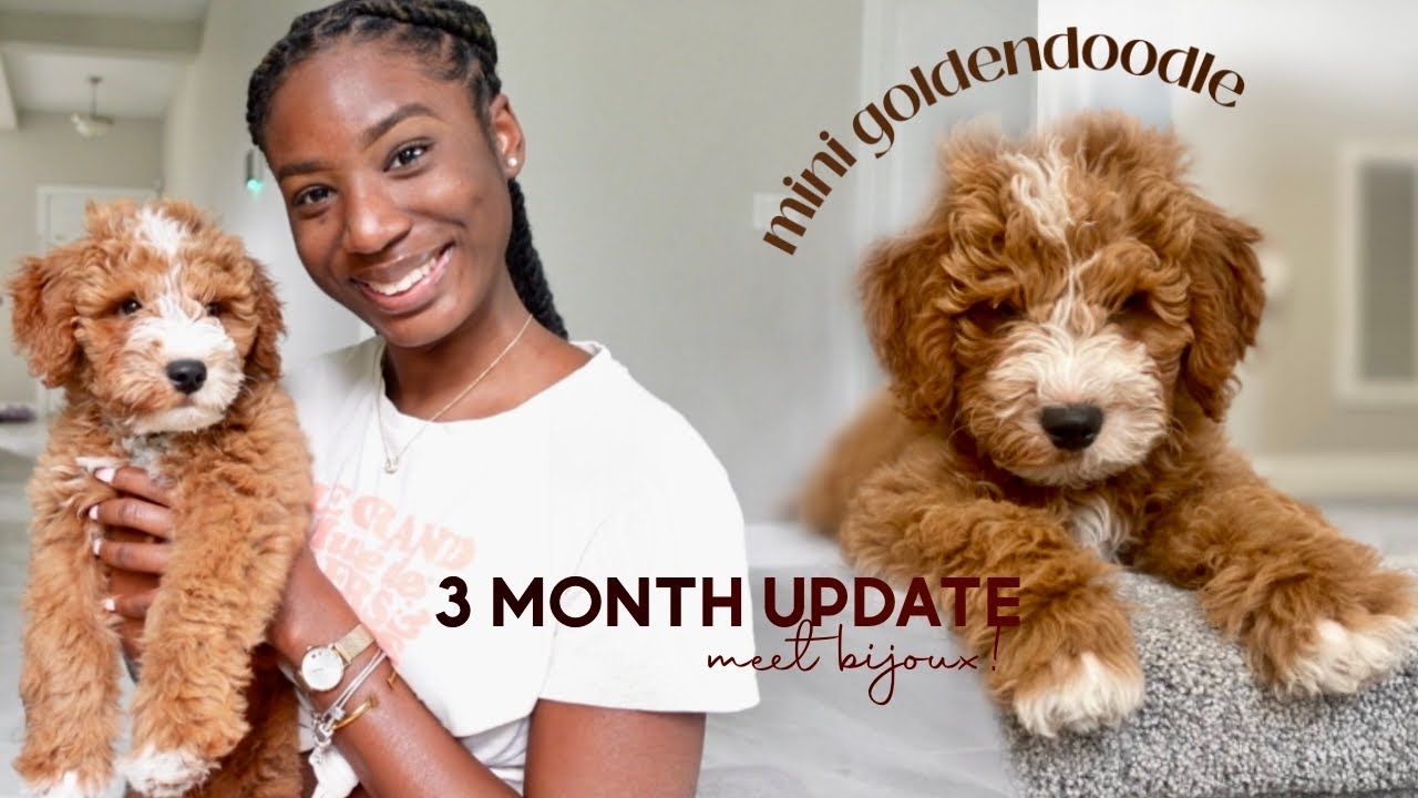 i’m a doodle mama! | mini golden doodle 3 month update 🐶