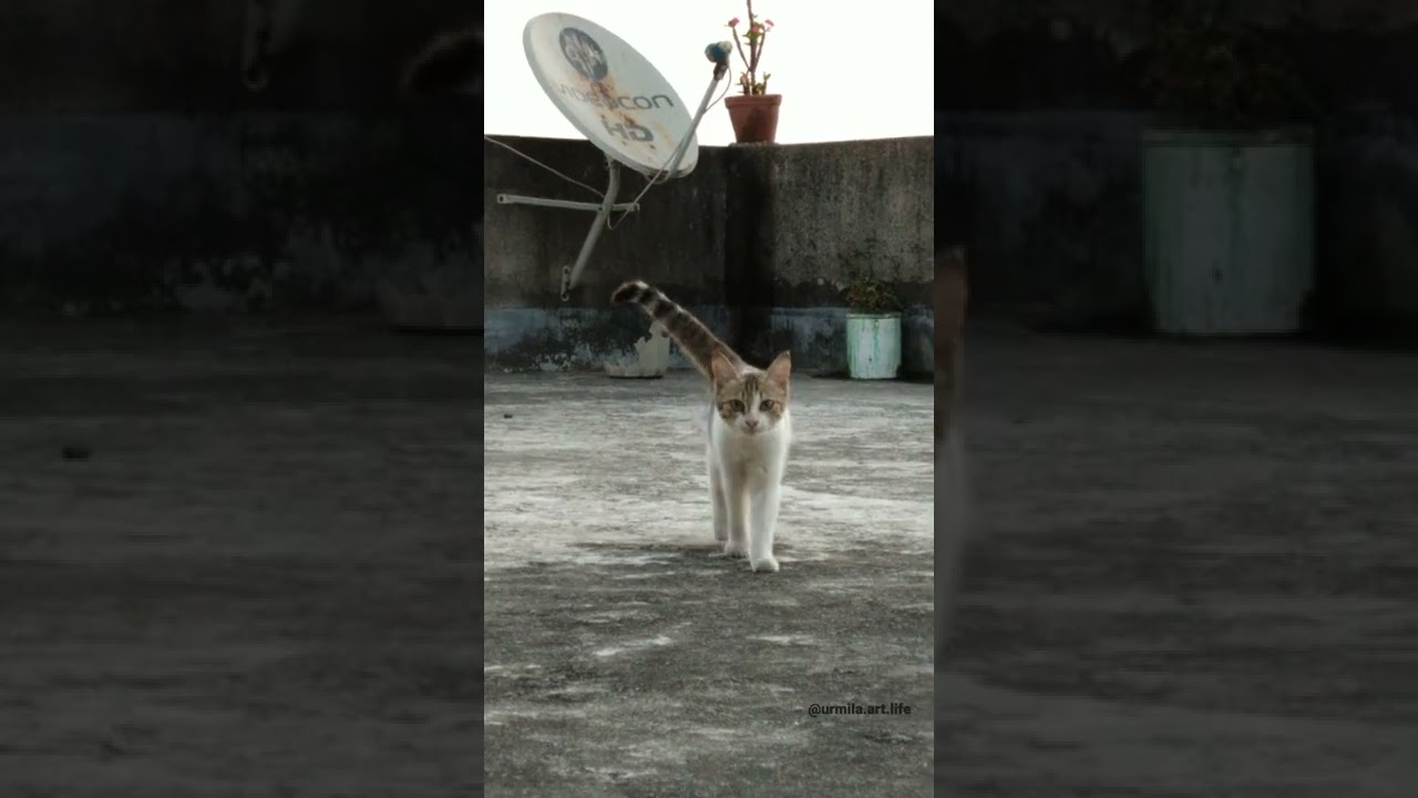 cute and funny indian street cat #shorts #catwalk #LifeinNature #adorablekitten #cats