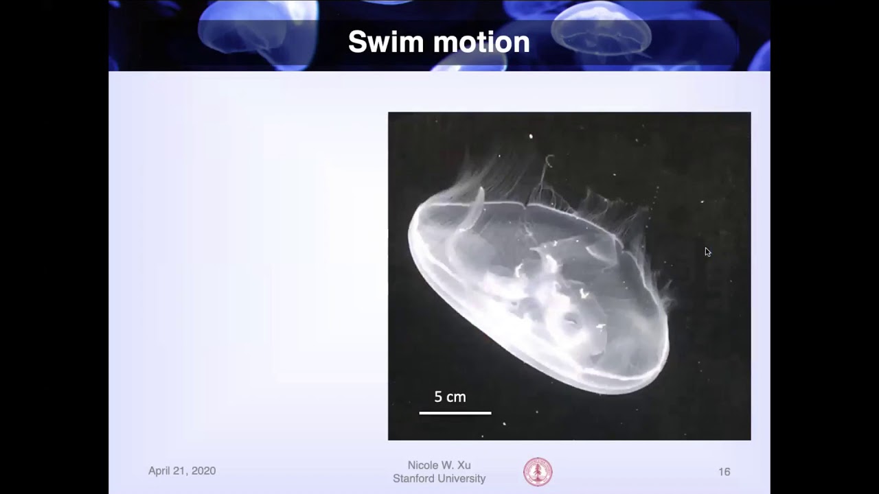 Biohybrid Robotic Jellyfish for Future Applications in Ocean Monitoring