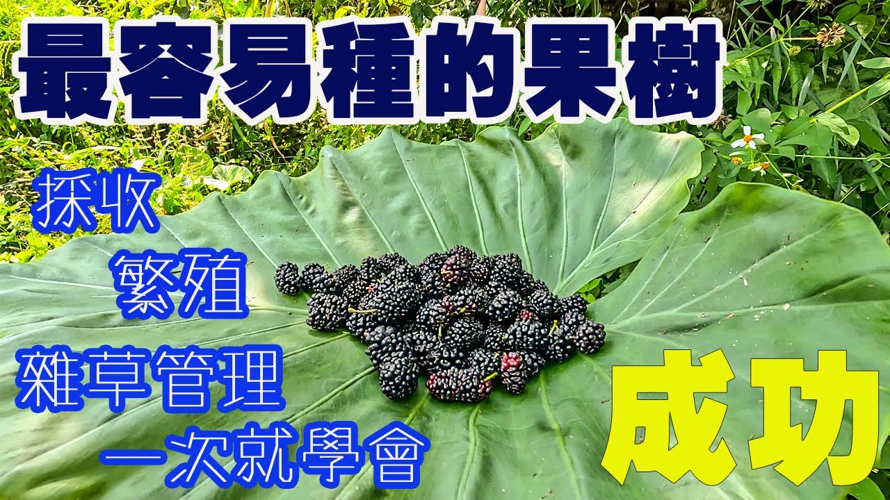 野性桑椹的秋日物語｜教你扦插、高壓繁殖、草生管理全攻略