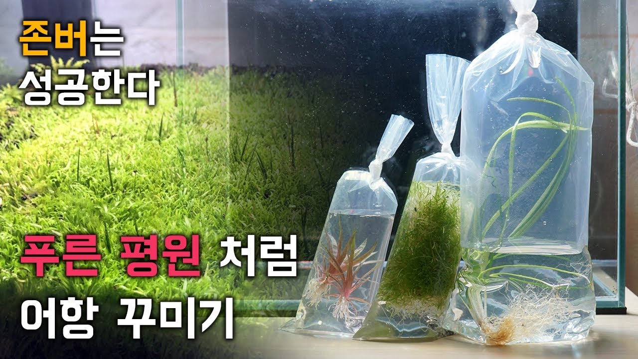 평원을 모티브로 어항 꾸미기