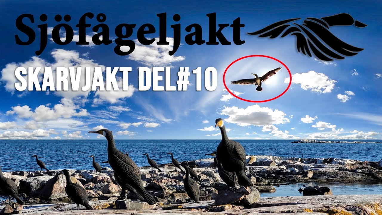SKARVJAKT Del# 10 - 2022-08-07 - *Cormorant Hunting*