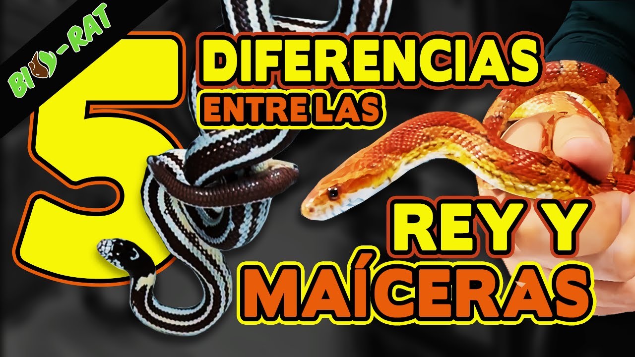 ¿Las Rey California comen maiceras?