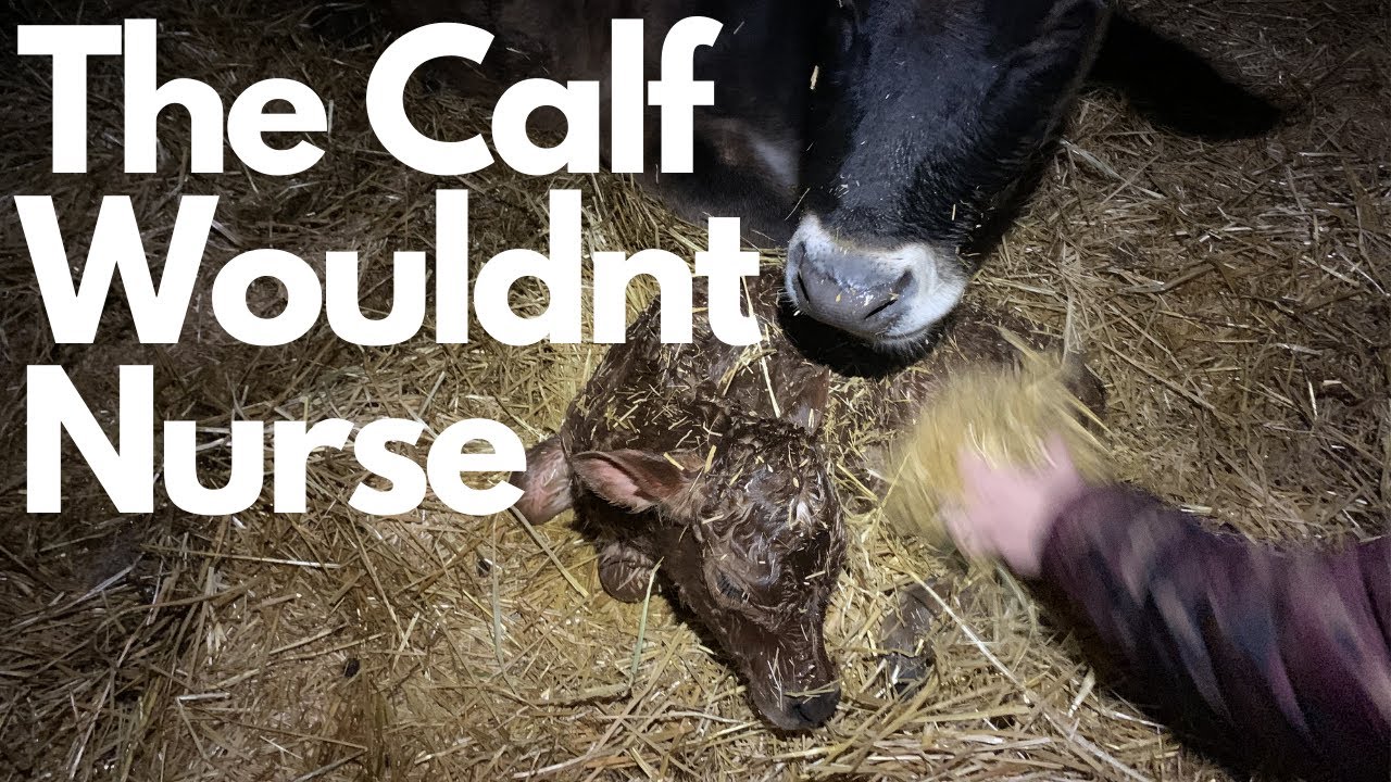 The Calf Wouldnt Nurse