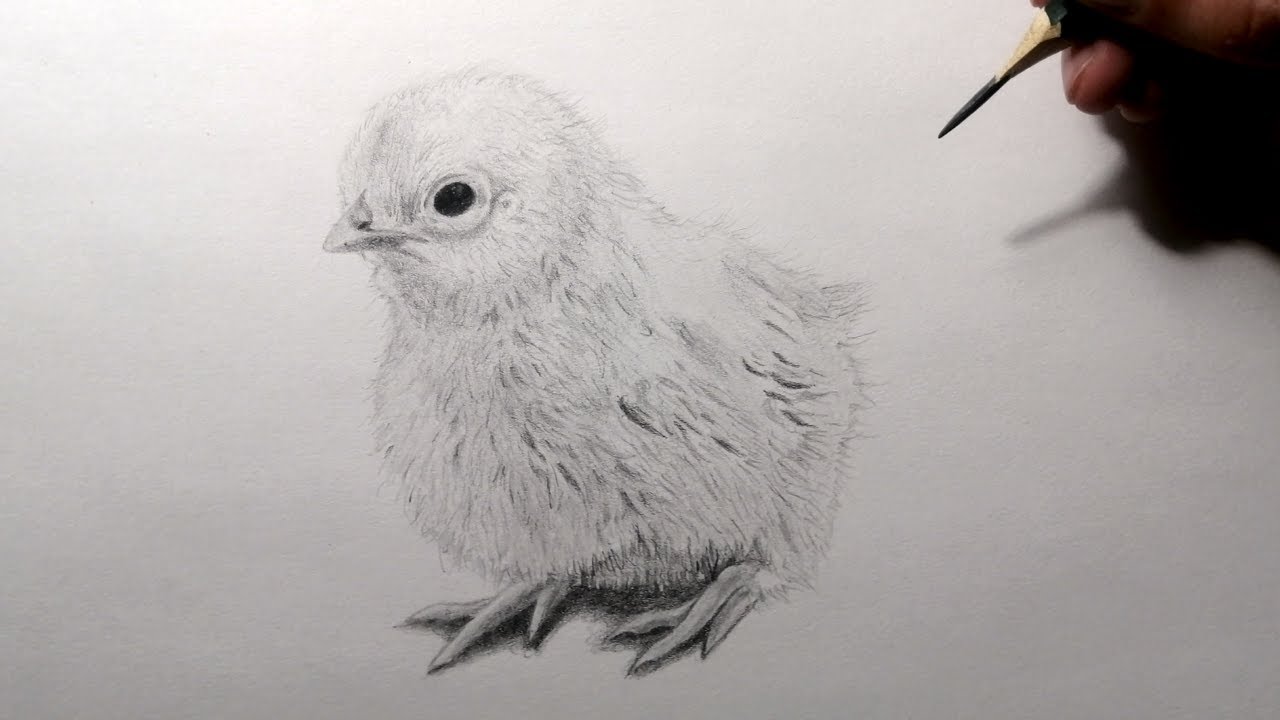 Cómo dibujar un Pollito
