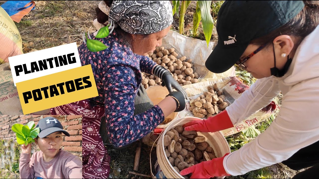 Nepal Farm Life 2026 🇳🇵 | Potato Planting Day