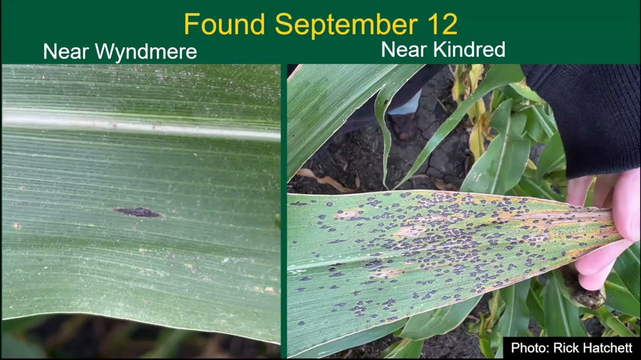 Banner Year for Corn Diseases in 2025...Management Plan for 2026? - Getting it Right Corn Series