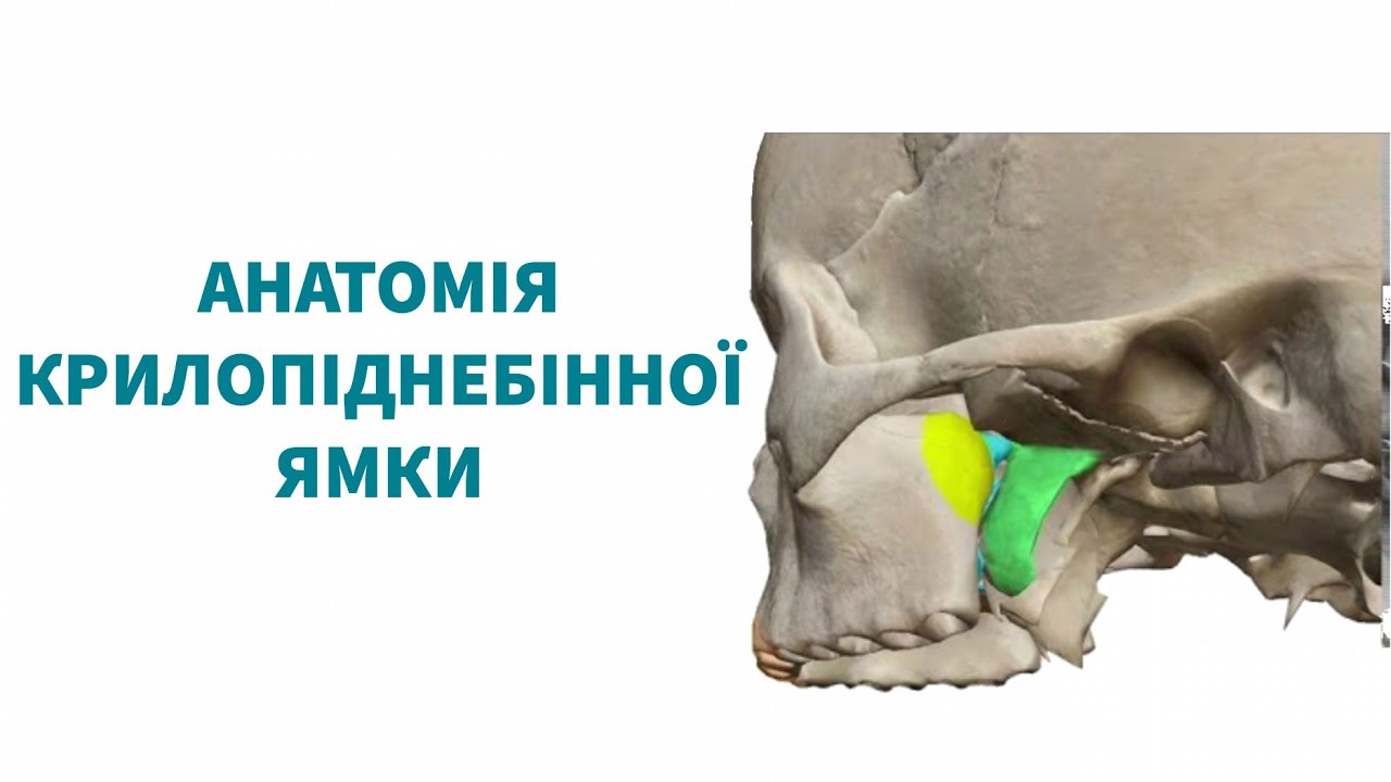 крилопіднебінна ямка
