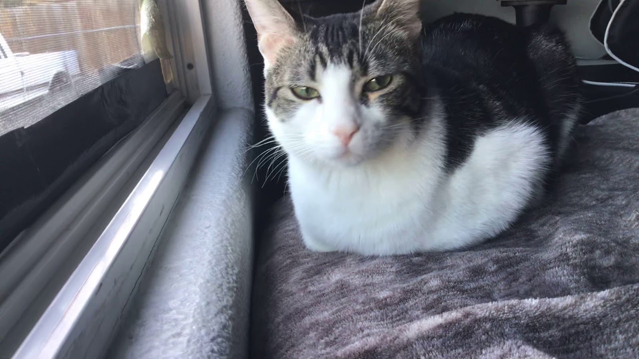 Catloaf unloafs