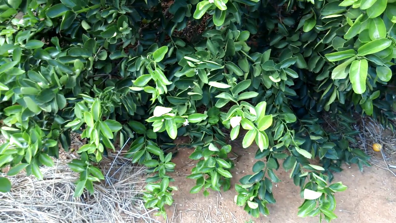 COMO INDUZIR A FLORADA DO CITRUS LIMÃO TAITI MELHOR E MAIOR PRODUÇÃO NA PLANTAÇÃO IRRIGADA