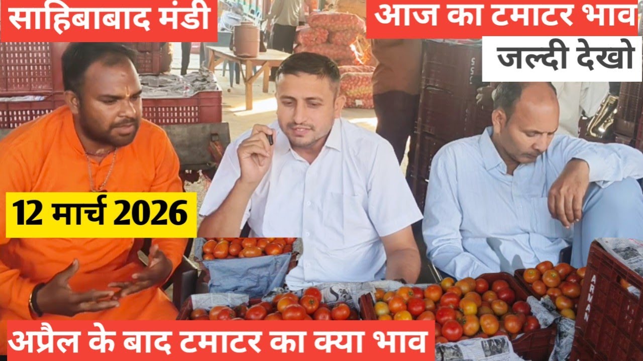 Why This Indian Mandi is Full of Tomatoes 🍅आज का टमाटर  भाव