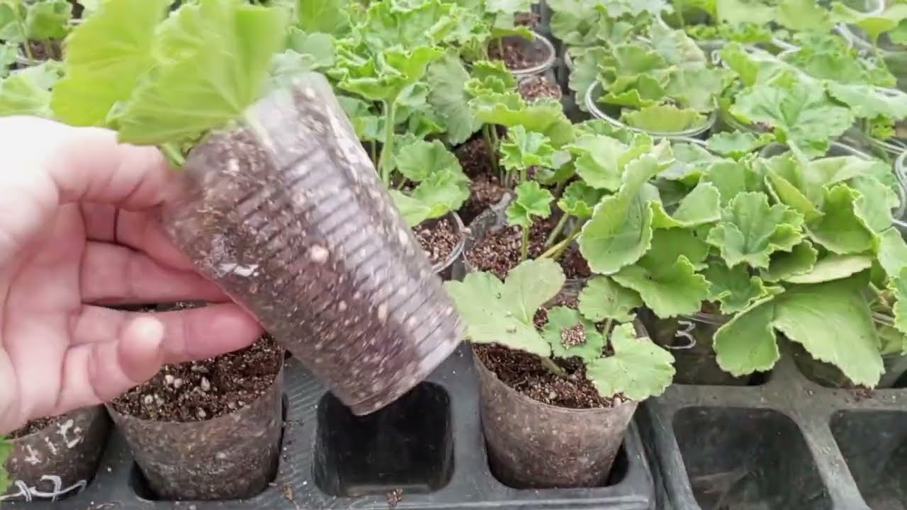 Мой летний череночник!