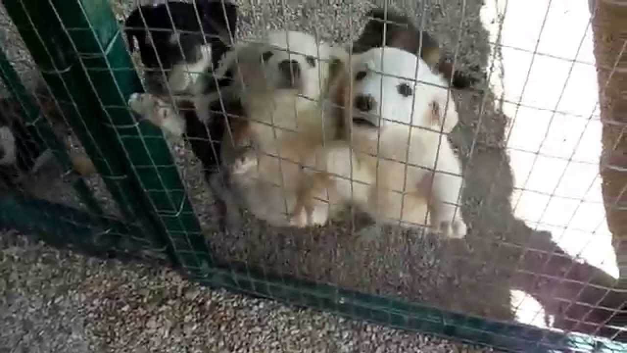 Sette puffettini tutti da sbaciucchiare