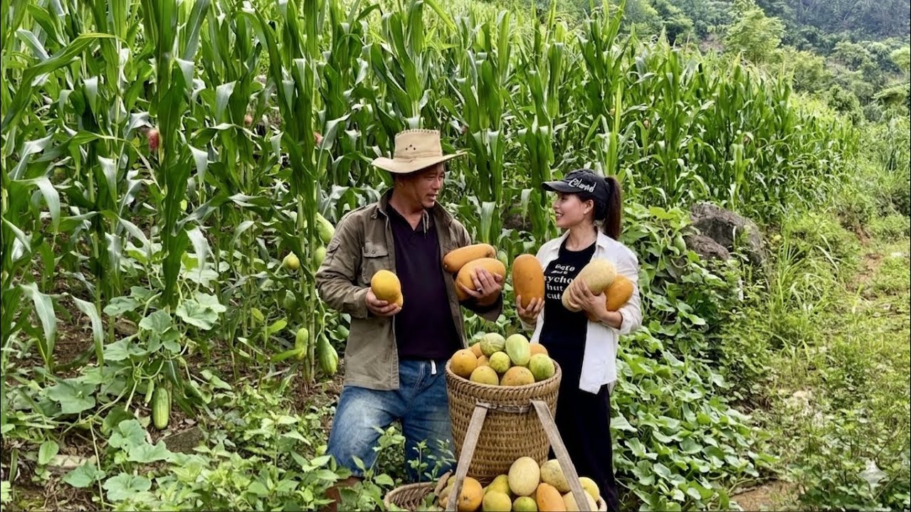Hong harvests melons with a special friend on the mountain.