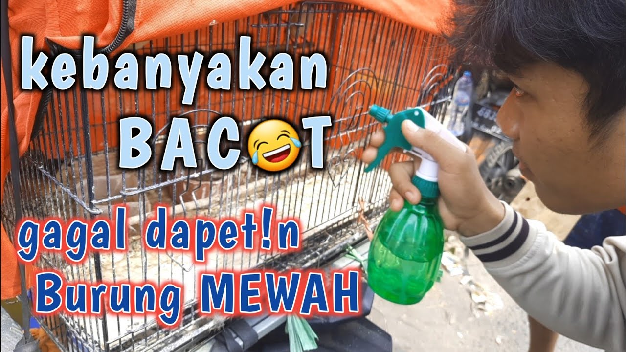 CARA PILIH BURUNG CENDET BAHAN BAGUS || Ciri-ciri Pentet Jantan Mewah Di Ombyokan