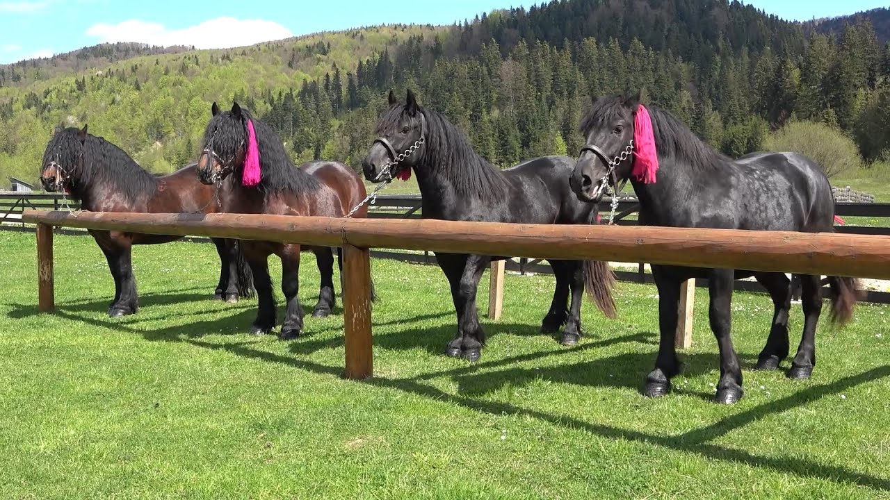 Armasarii lui Ionut Rambu de la Putna, Bucovina - 2021 Nou!!!