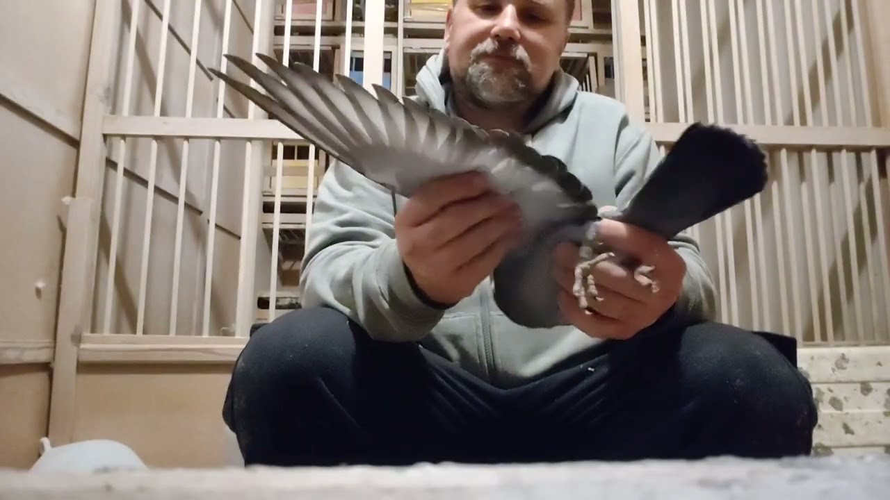 Wicemistrz  kat A oraz wicemistrz kat GMP młode 2026.