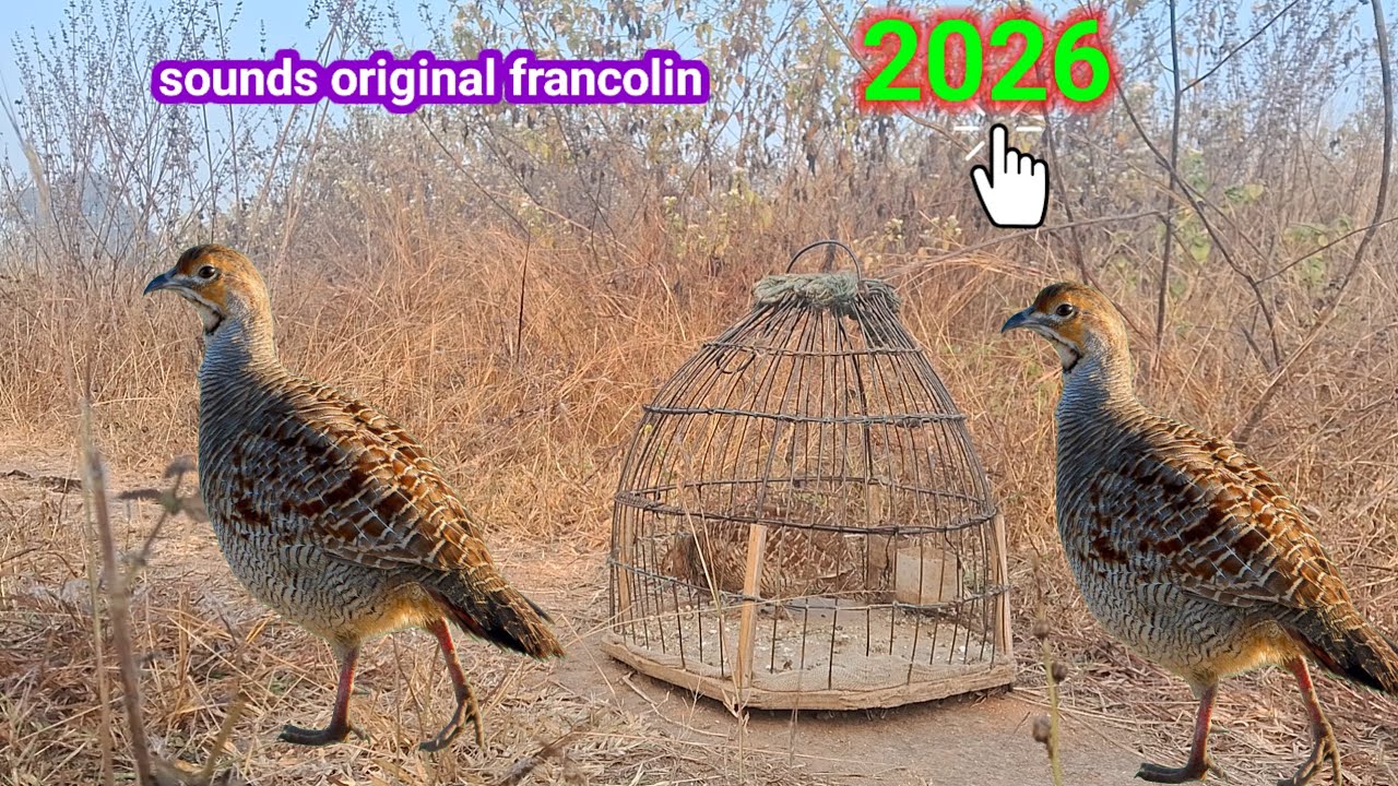 जंगली तीतर पकड़ने की नई 2026 साउंड। New 2026 sound for catching wild Francolin. Teetar new video