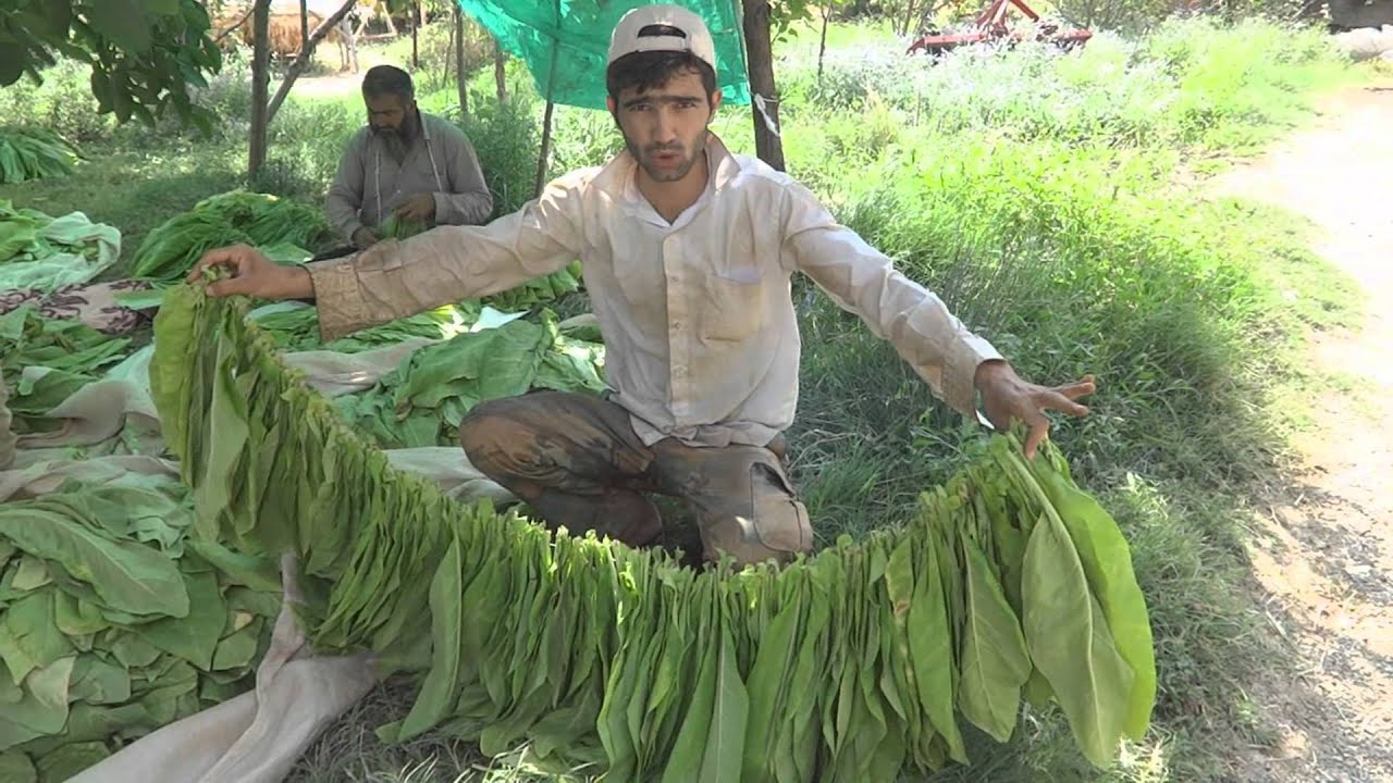 TÜTÜN DiZME MAKiNASI - Gövdeli   Malatya  Tobacco imposition Machine  TÜRKiYE  2015