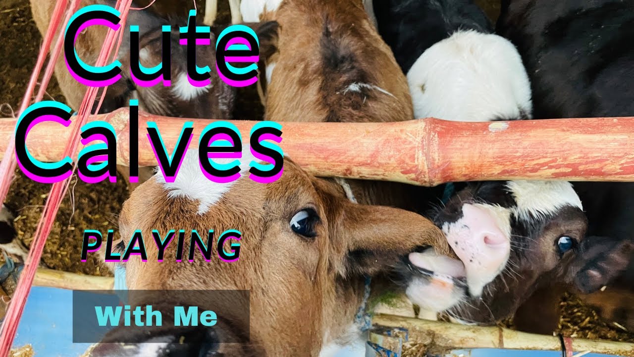 Calves Ke Sath Time Spend Kiya | Peaceful Farm Vlog | Calf Care and Fun Moments | Dairy Farm Life 