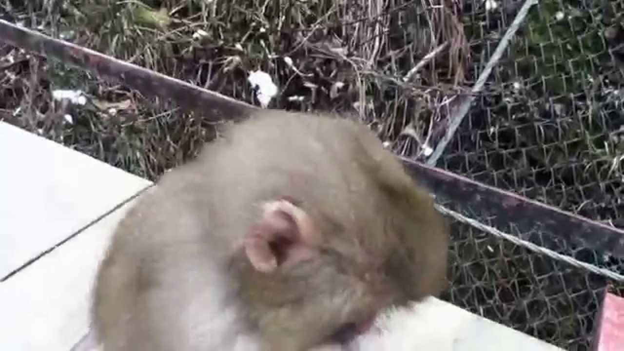 BABY SNOW MONKEYS: 