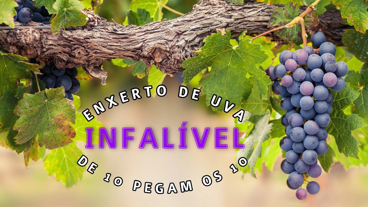 ENXERTO em 2 tecnicas - 2 variedades diferentes de UVA no MESMO PÉ